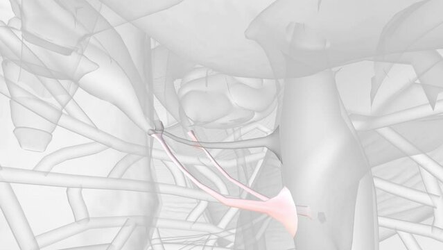 The structure that forms the ejaculatory ducts