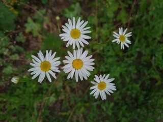 Fototapeta premium The wild meadow chamomile flowers