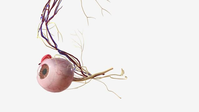 Nervous and vascular system in the eye .