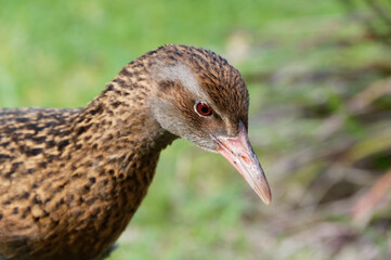 A weka side on and close up