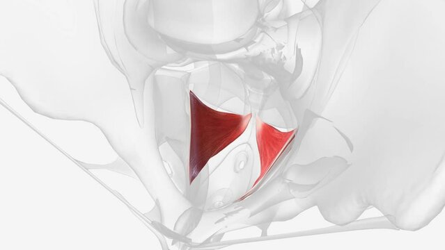 The iliococcygeus muscles arise from the lateral pubic symphysis, travel over the pelvic sidewall