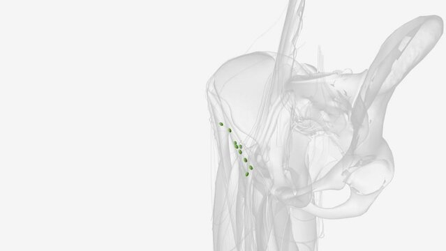 Right superficial inguinal lymph nodes .