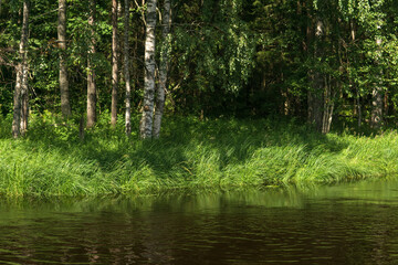 Obraz premium natural landscape, grassy wooded shore of the forest river, view from the water on a sunny day
