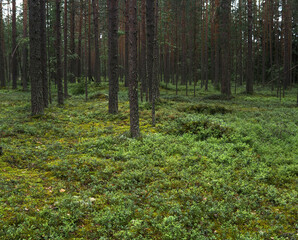 Obraz premium natural landscape, pine boreal forest with moss undergrowth, coniferous taiga