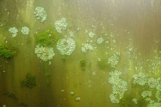 background, texture - surface covered with lichens and moss
