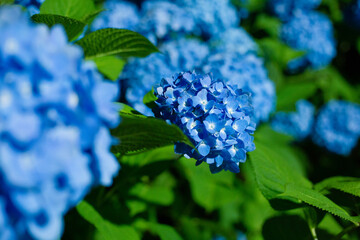 japan,hydrangea,summer