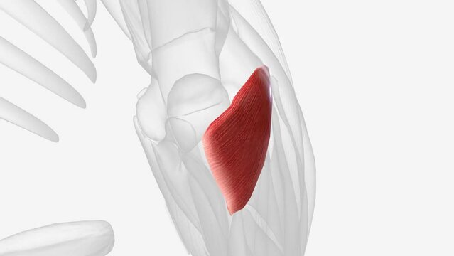The anconeus is a small muscle located at the elbow attaching the humerus and ulna