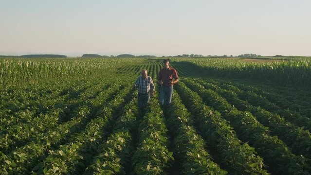 Two farmers walking in a field examining soy crop at sunset.