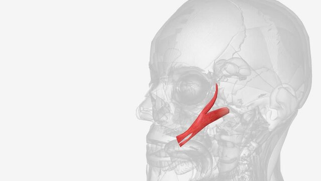 The zygomaticus major muscle is a muscle of the face