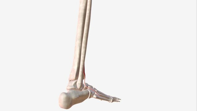 The Extensor hallucis longus (EHL) is a thin muscle, situated between the Tibialis anterior