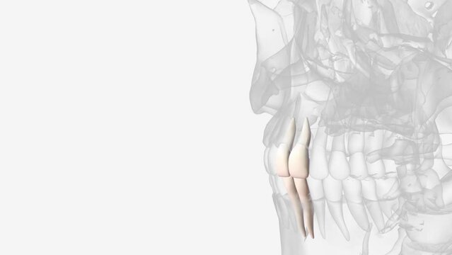 Front upper and lower two teeth .