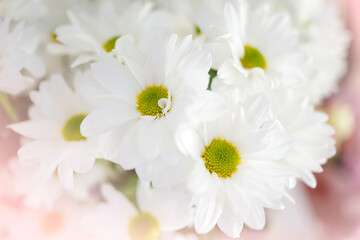 White flowers close-up with pink highlights and gradient, space for copy. Beautiful banner with white chrysanthemums, card for mother's day, birthday, wedding and any other holidays
