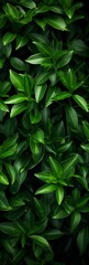 Green leaves pattern vertical background, natural background and wallpaper.