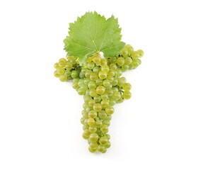 Friulano grape, also called Sauvignonasse or Sauvignon Vert, on white background.