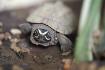 Close up is baby freshwater turtle at Thailand