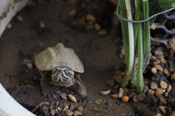 Close up is baby freshwater turtle at Thailand