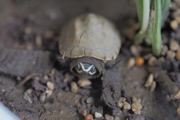 Close up is baby freshwater turtle at Thailand