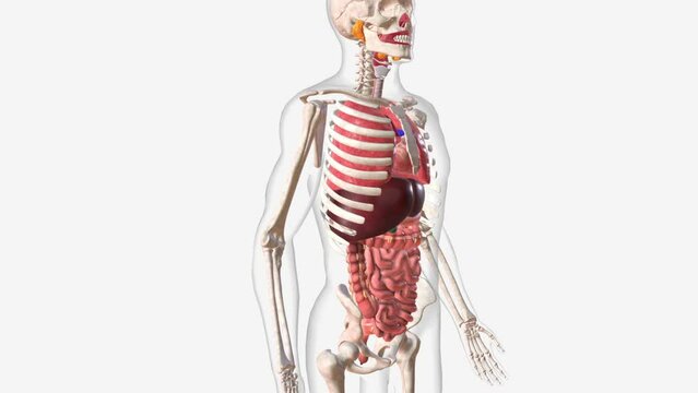 Digestive and Respiratory system 3d medical