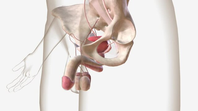 The testes are the primary male reproductive organ and are responsible for testosterone and sperm production