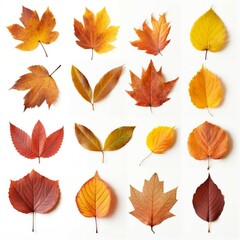 Collection of autumn leaves. Created with Generative AI technology

