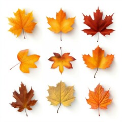 Set of realistic maple leaves. Created with Generative AI technology
