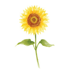 Watercolor of sunflower hand drawn vector illustration