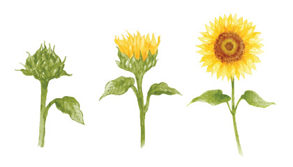 Set of sunflower hand drawn watercolor vector illustration