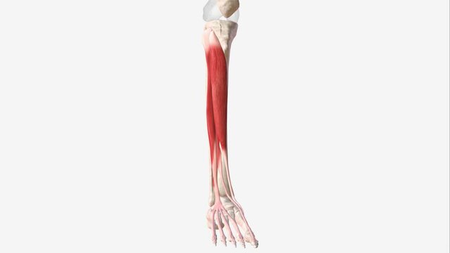 The extensor hallucis longus muscle is a thin skeletal muscle, situated between the tibialis anterior