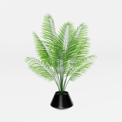 Decorative Plant in a pot isolated on white background, Chrysalidocarpus Lutescens, Areca Lutescens