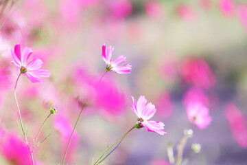 可憐なコスモスの花