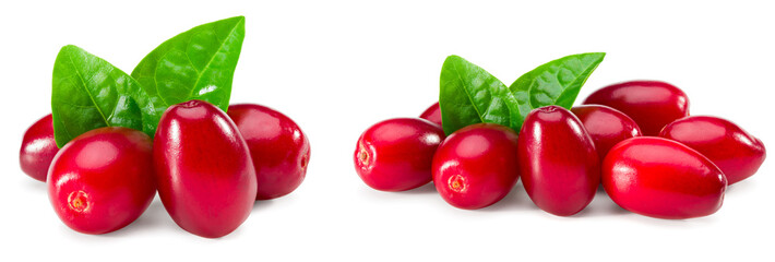 dogwood berries with green leaf isolated on white background. clipping path. full depth of field