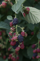 Blackberry bush with ripe and green berries	