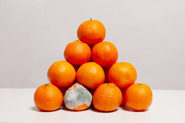 Fresh orange fruit and one rotten tangerine. Weak link in the team, bug in code