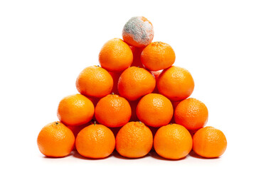 Orange tangerine with mold on white. Control error concept.