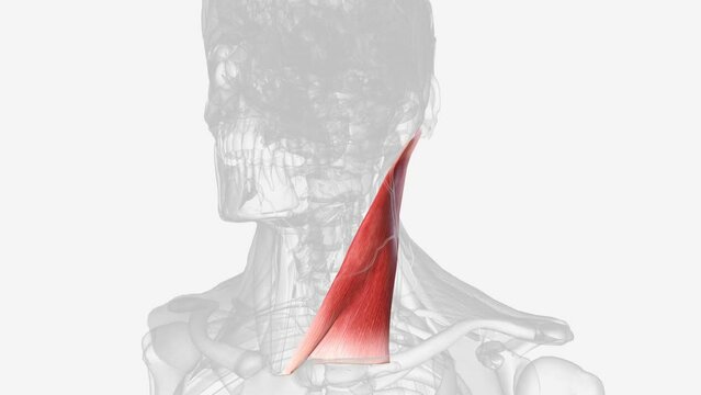 The sternocleidomastoid muscle is one of the largest and most superficial cervical muscles