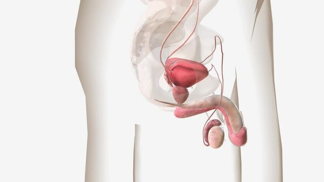 The male reproductive system includes the penis, scrotum, testes, epididymis, vas deferens, prostate, and seminal vesicles