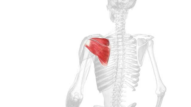 The rotator cuff is a group of four muscles that come together as tendons to form a covering around the head of the humerus