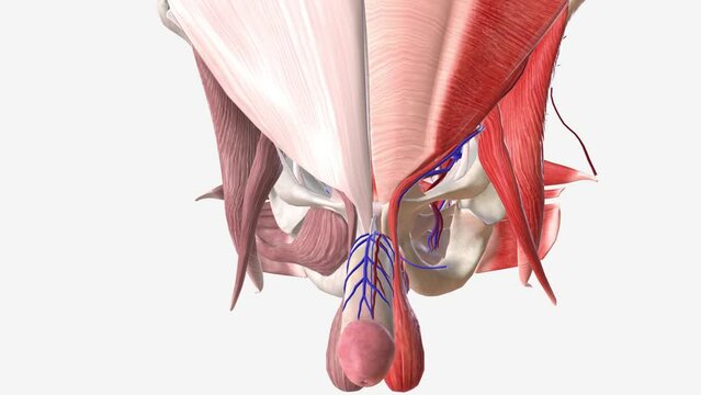 Vascular system in male reproductive organs