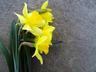 Daffodils in a bouquet, yellow flowers on the background close-up, bright spring flowers