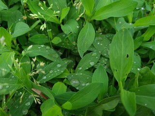 Serene Green Leaves as a Captivating Background