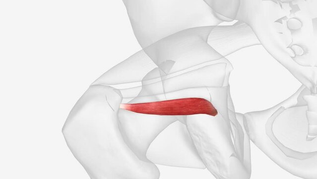 Inferior gemellus is a small, paired muscle located in the deep gluteal region of the lower extremity