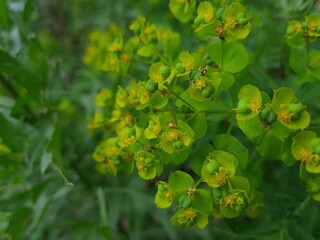 Serene Green Leaves as a Captivating Background