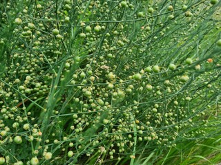 Serene Green Leaves as a Captivating Background