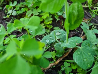Serene Green Leaves as a Captivating Background