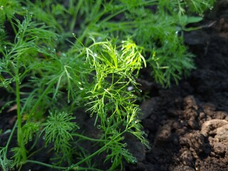 A Captivating Close-Up of Fresh Green Dill