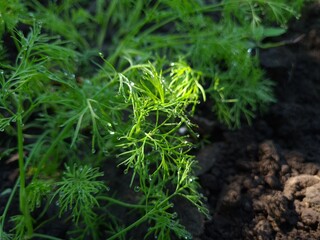 A Captivating Close-Up of Fresh Green Dill