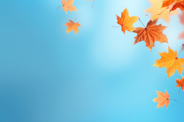 Yellow and orange fallen maple leaves on blue background. Abstract autumn natural backdrop. Fall season