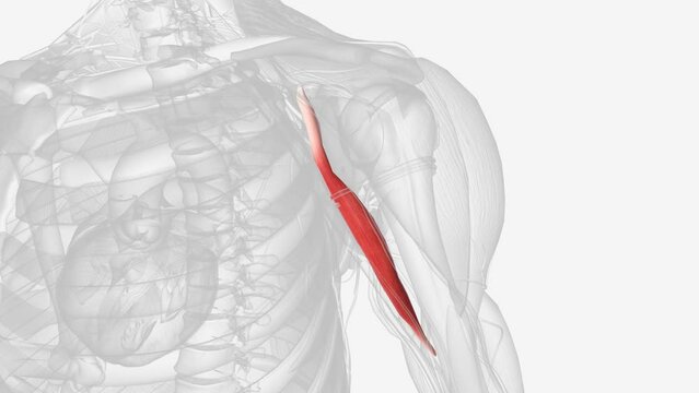 The coracobrachialis muscle is a muscle in the upper medial part of the arm. It is located within the anterior compartment of the arm