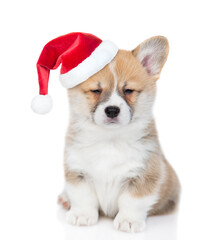 Pembroke welsh corgi puppy  wearing red  christmas hat  looks at camera. isolated on white background