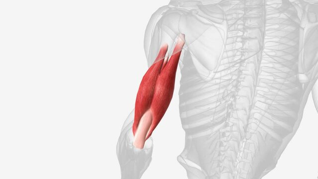 triceps brachii muscle, often referred to simply as the triceps, is a three-headed muscle in the posterior compartment of the arm